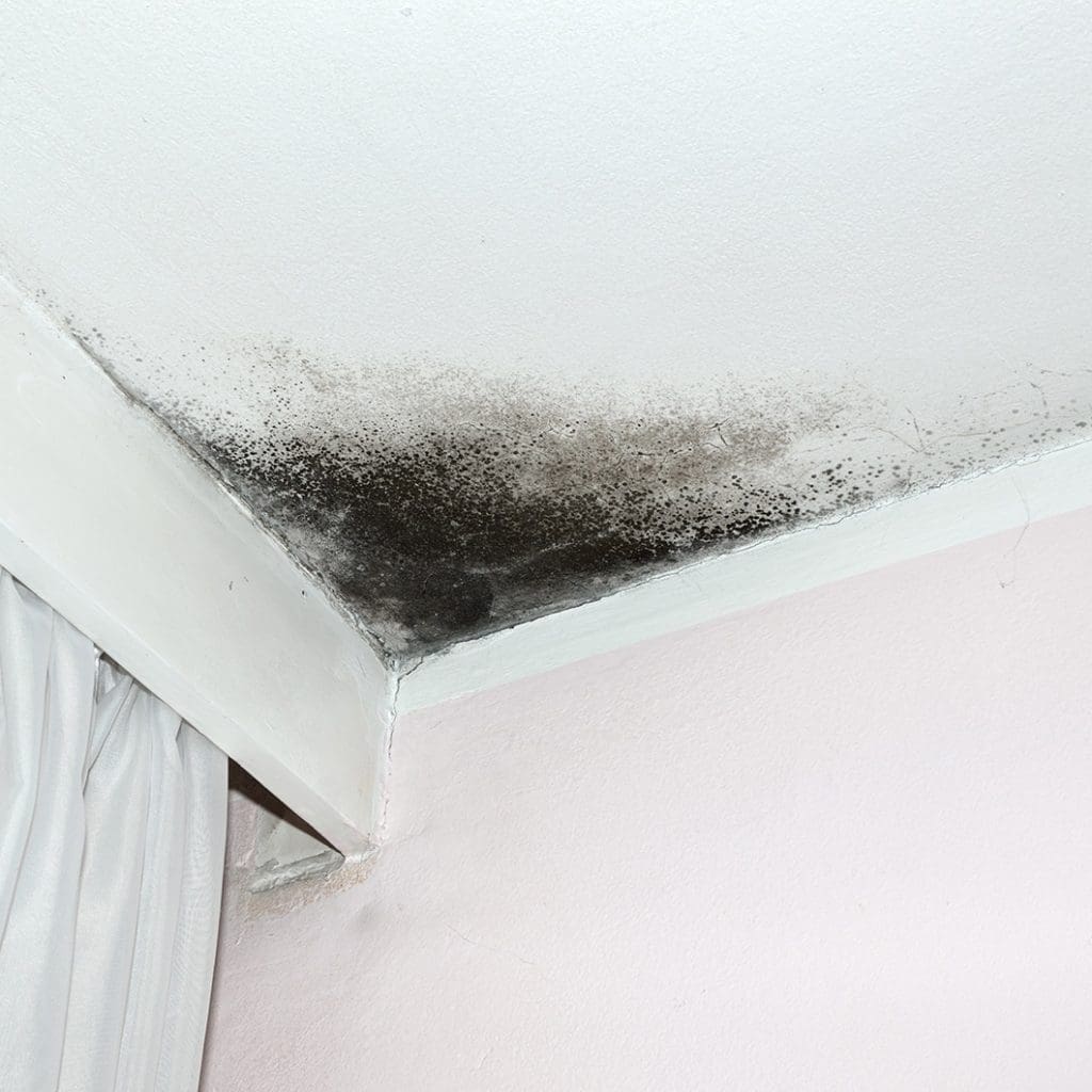 A corner of a room next to a closet with black mold growth to help illustrate Plumbing Leaks and Mold and leak repair