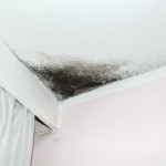 How to Prevent Mold Growth in Home
