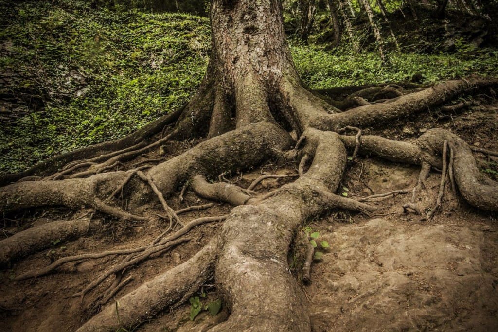 Exposed roots of a very large tree to help illustrate main water line to house is leaking