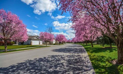 sping-thaw-meticulous-plumbing A neighborhood street with cherry blossom trees to help illustrate Spring Thaw? Tips for Basement Waterproofing in Portland OR